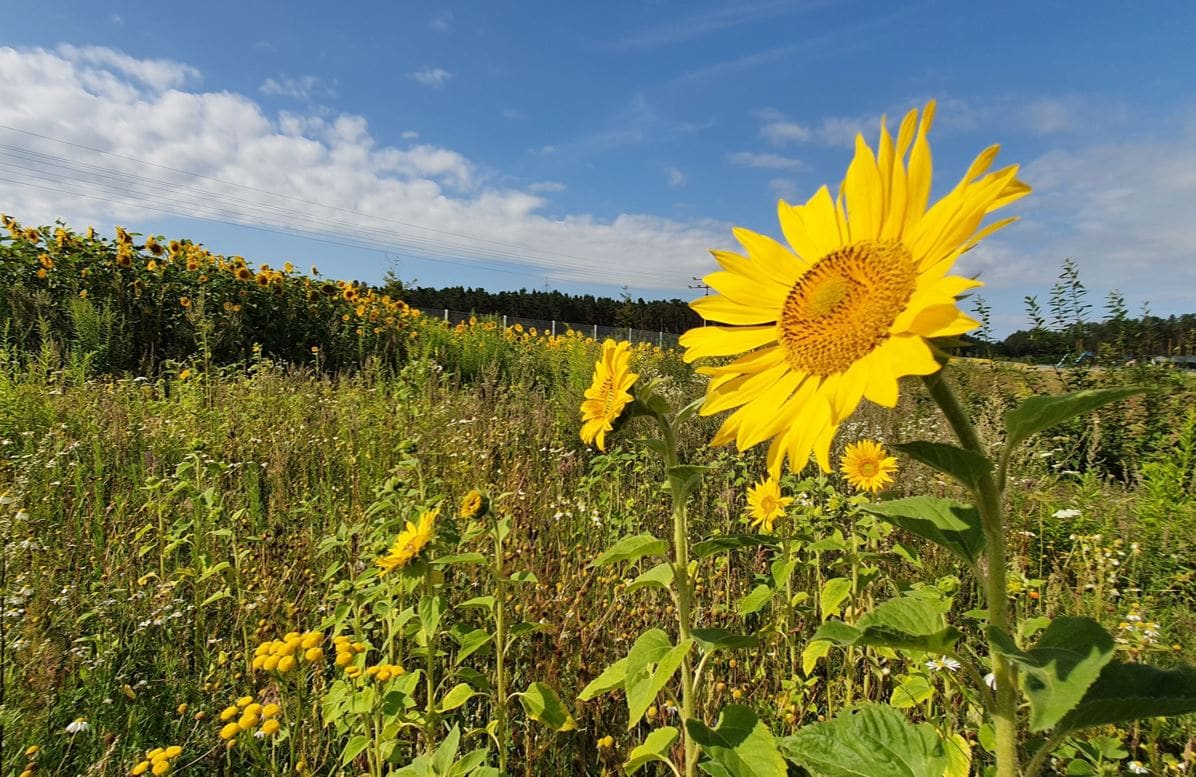 Sonnenblumen auf dem Firmengelände von toolcraft